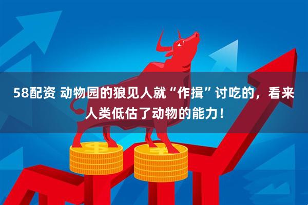 58配资 动物园的狼见人就“作揖”讨吃的，看来人类低估了动物的能力！